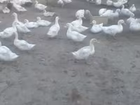 Ducks — الصورة 1