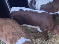 Bulle, Simmental cattle — Foto 3
