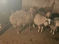Widder, Hissar sheep — Foto 4