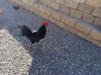 Chickens — الصورة 2