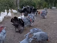 Turkeys — Foto 4