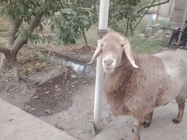 Qoyunlar (partiya, cinsi göstərilməyib), Arashan sheep