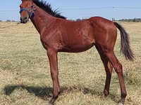 Hengst, Thoroughbred horse — Foto 3