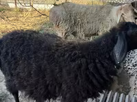 Ram, Hissar sheep — photo 4
