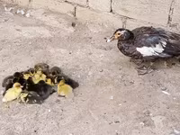 Ducks — फ़ोटो 3