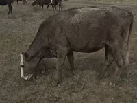 Kuh, Rote hornlose Kuh — Foto 6
