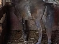 Caballo, Caballos — foto 2