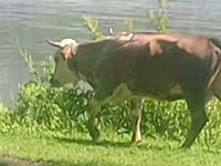 Kuh, Simmental cattle — Foto 1