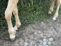 Aygʻir, Palomino — 6-rasm