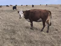 Vaca, Simmental cattle — foto 8
