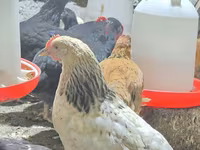 Chickens — 3-rasm