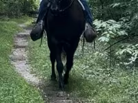 Aygʻir, French Trotter — 6-rasm
