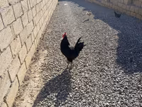 Chickens — الصورة 5