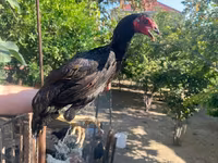 Chickens — 5-rasm