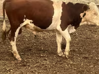 Toro, Simmental cattle — foto 1