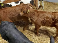 ІҚМ (топ, жынысы көрсетілмеген), Simmental cattle — 4-сурет