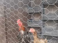 Chickens — الصورة 1