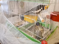 Nimfa (cockatiel) cütlüyü və qəfəs dəsti - Növ: Nimfa tutuquşusu — الصورة 2