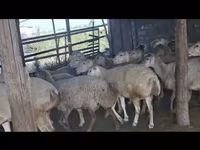 نعجة, الأغنام — الصورة 2