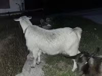 تيس, الماعز — الصورة 5