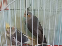 Nimfa (Cockatiel) cütü və qəfəs dəsti - Növ: Nimfa tutuquşusu — الصورة 1