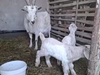 Ziege, Alpine goat — Foto 5