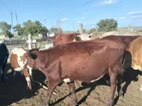 公牛, Kazakh White-headed cow — 照片 7