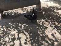 Ducks — Foto 1