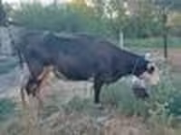 بقرة, Russian Black pied cattle — الصورة 5