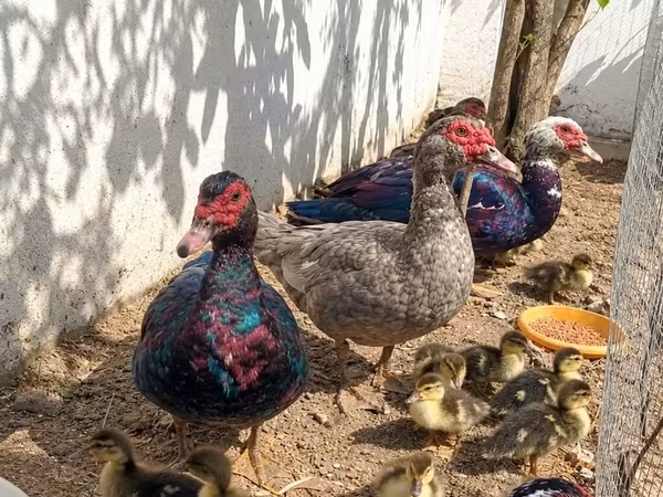 Ducks