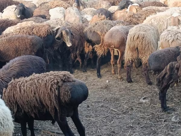 Carnero, Ovejas