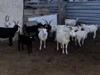 Cabra, Cabras — foto 1