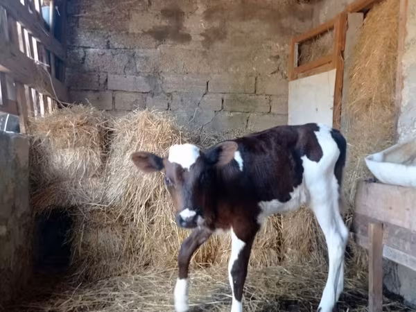 Бұқа, Simmental cattle