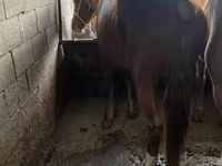 Hengst, Kazakh horse — Foto 2