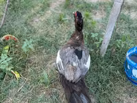 Domestic Muscovy — 4-rasm