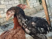 Chickens — foto 1