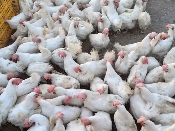 Chickens