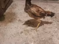 Chickens — 1-сурет