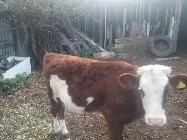 मवेशी (लॉट, लिंग निर्दिष्ट नहीं), Simmental cattle