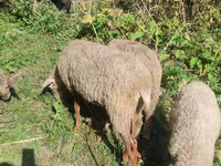 Schaf, Schafe — Foto 5