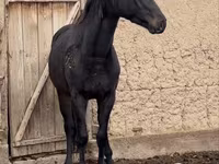 公马, Kazakh horse — 照片 6