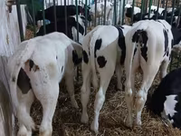 Bulle, Simmental cattle — Foto 5