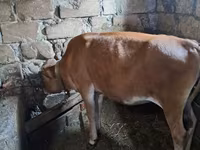 Vaca, Simmental cattle — foto 3
