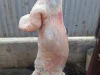 मेढ़ा, भेड़ — फ़ोटो 5