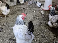 Chickens — Foto 2