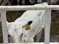 Toro, Ganado vacuno — foto 4