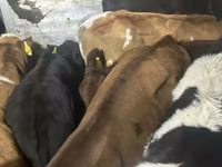 İribuynuzlu mal-qara (partiya, cinsi göstərilməyib), Simmental cattle — foto 7