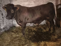 Bulle, Charolais cattle — Foto 7