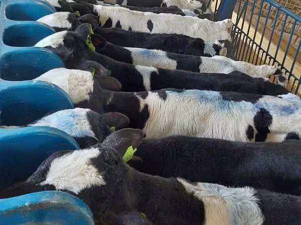 Bulle, Holstein-Rasse