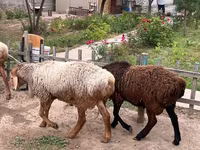 Carnero, Edilbay sheep — foto 2